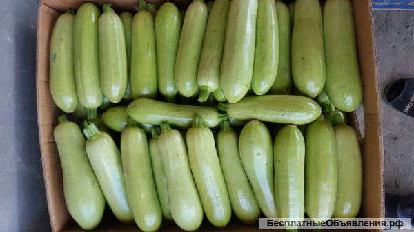 Кабачки оптом