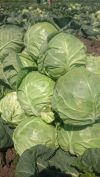 Капусту белокочанную оптом