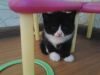 Шотландские прямо и вислоухие котята