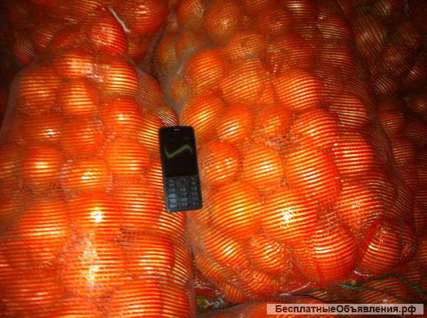 Репчатый лук оптом