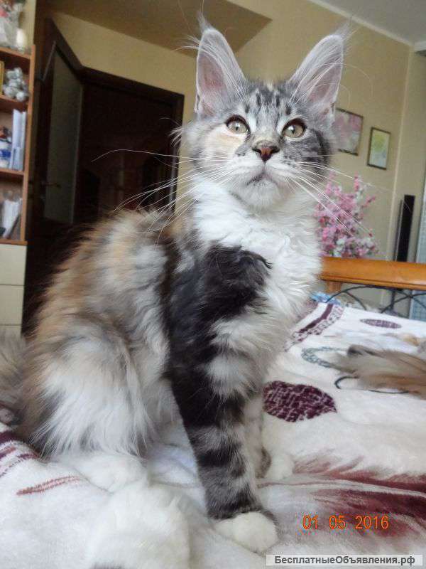 Котенок мейн-кун