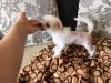 Китайский хозлатый
