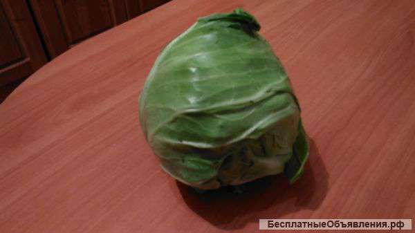 Молодую капусту