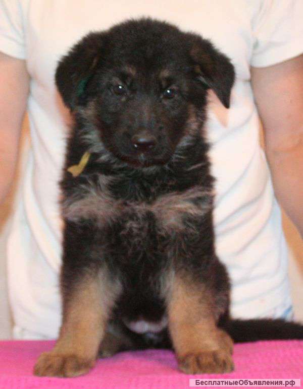 Щенки немецкой овчарки с родословной