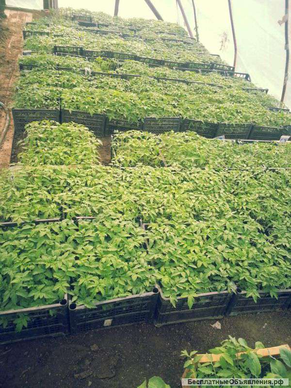 Рассада Помидоры, Огурцы, Перец, Капуста