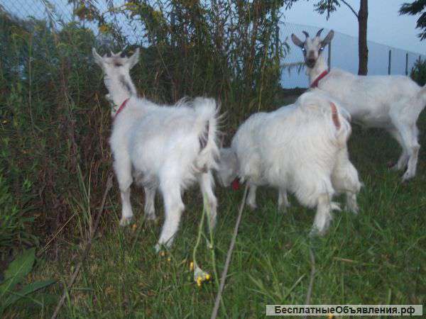 Козлята