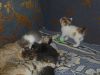 Котята от домашних кошки и кота около 2-х месяцев в добрые руки