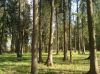 Живописные лесные участки в КП (вековые ели, дубы) 4 участка по 8,4 сотки = 33,6 соток