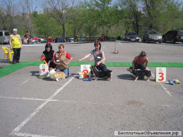 Вельш корги пемброк и обменять щенка на щенка