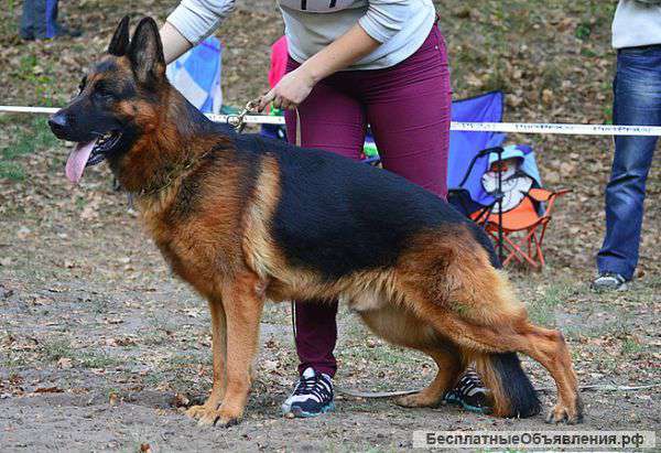 Элитные щенки нем.овчарки