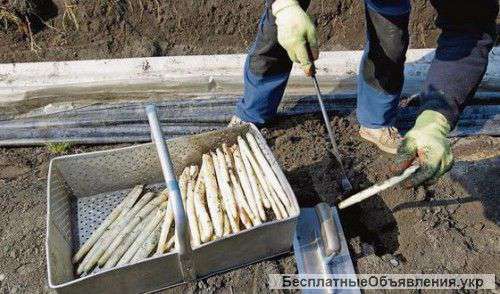 Сборщики спаржи (Польша)