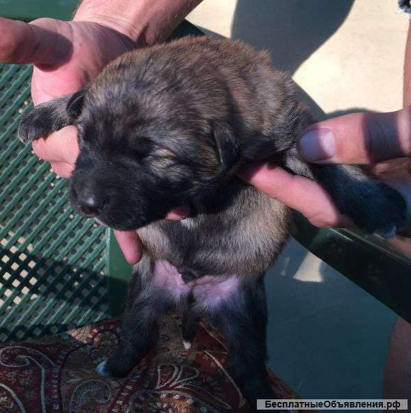Ищем для щенков добрых и любящих хозяев