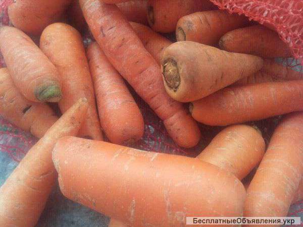 Морковь 2 сорт (мытая/ не мытая)