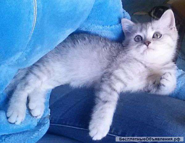 Британские котята в дар