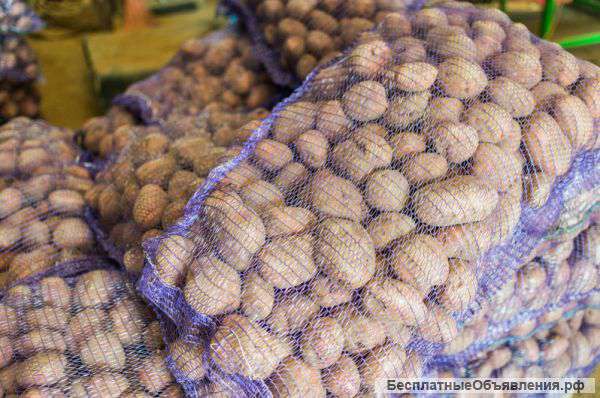 Картофель производителя опт