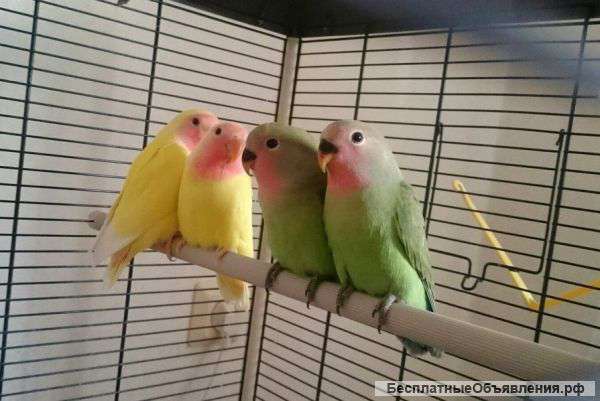 Попугай (птенец) розовощекий неразлучник