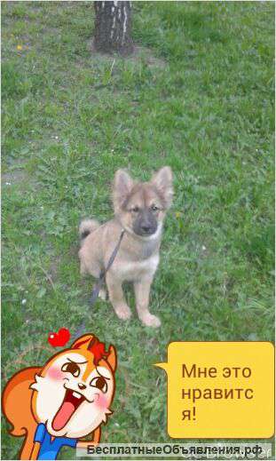 Щенок девочка в добрые руки