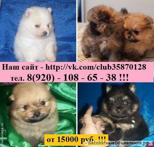 Чистокровные щеночки померанского шпица