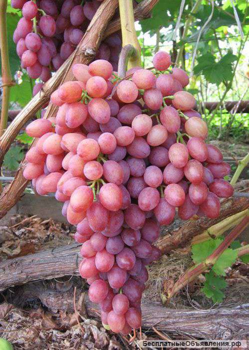 Весенние саженцы винограда