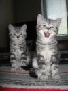 Котята шотландцы