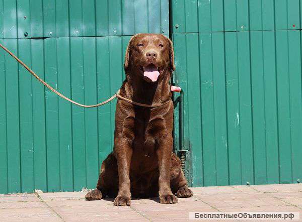 Ищет новый дом шоколадная девочка лабрадора