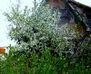 Дача 21 км.Салаирского тракта