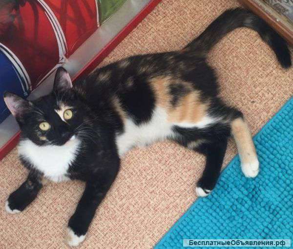 Пропала кошка