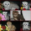 Британские Шотландские котята