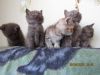 Британские котята