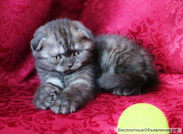 Шотландская красотка