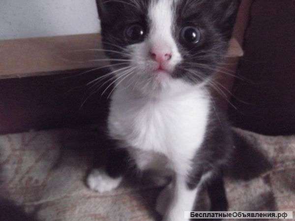 Отдадим котят в добрые руки