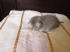 Милые котята