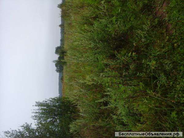 Участок 3 га. в Солнечногорском районе д.Муравьево