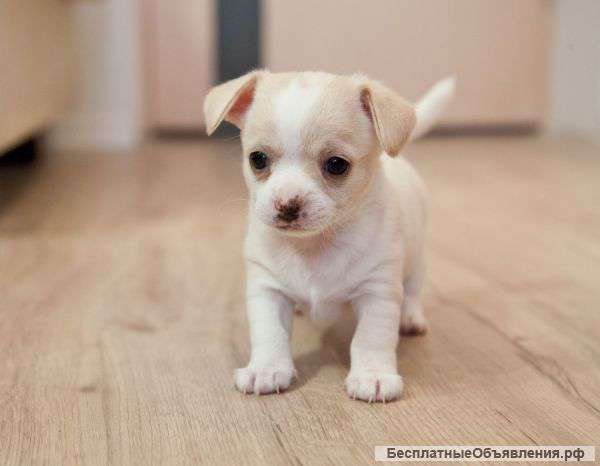 Отдам щенка чихуахуа