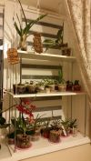 Для комнатных растений полка - стеллаж на подоконник