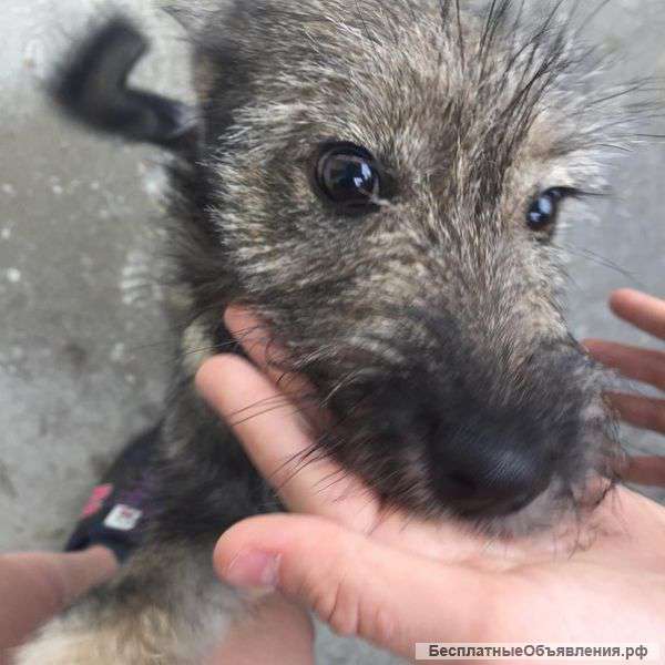 Очень нужен дом малышу У него никого нет