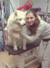Стрижка собак и кошек