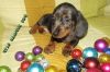 Щенки таксы-эффектные миники и кролики