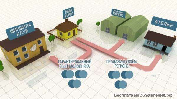 Разводчик шиншилл