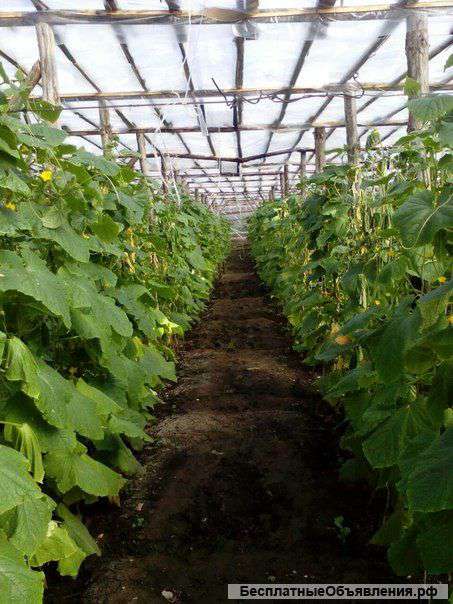 Огурцы оптом