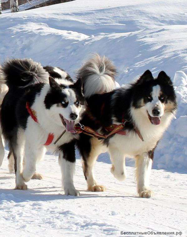 Взрослый кабель якутской лайки