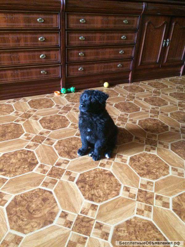 Маленькое чудо в добрые руки