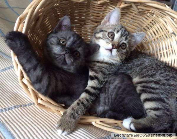 Котята. Породистые воспитанные.
