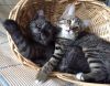Котята. Породистые воспитанные.