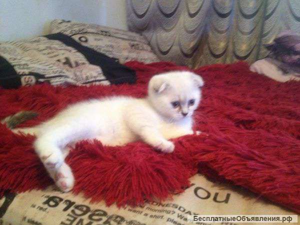 Шотландский котёнок (девочка)