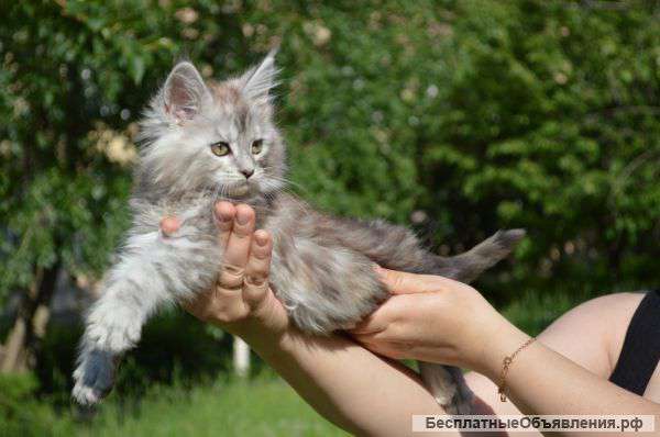 Котятки с документами ждут Вас