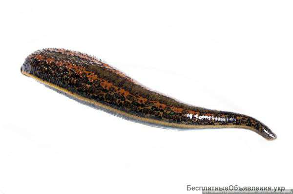 Курсы по гирудотерапии в Одессе