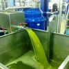 Греческое оливковое масло высшей категории качества