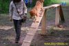 Школа для собак и владельцев