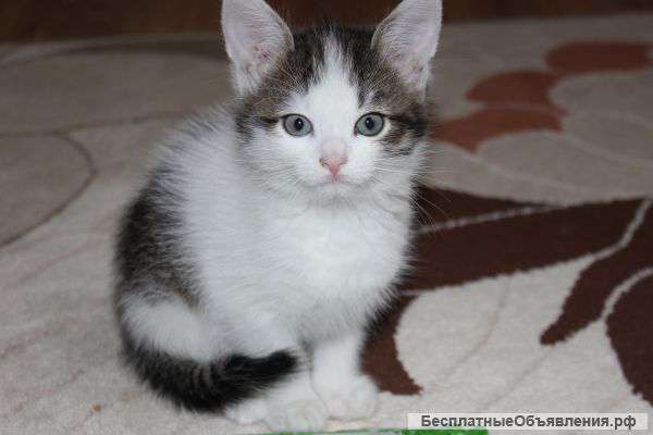 Отдам в добрые руки милого котенка)